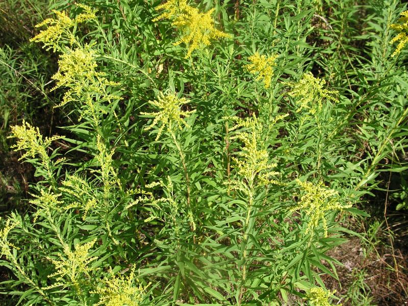 Canada Goldenrod- Mature Plants