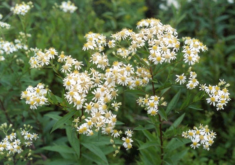 Tall White Aster – Umbels