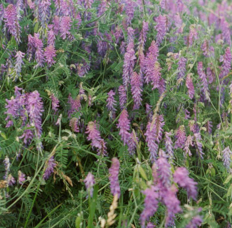 Tufted Vetch – Infestations