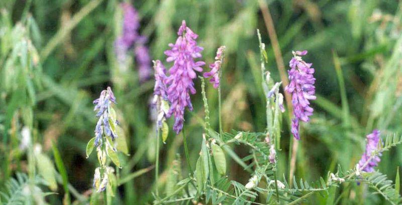 Tufted Vetch – Flower