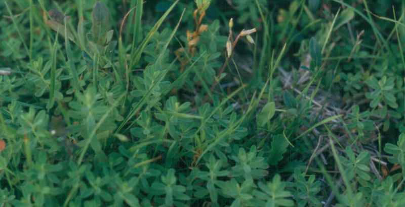 St. John's Wort – Seedlings