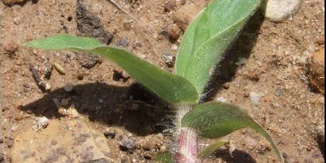 Witchgrass